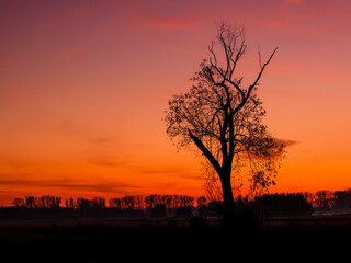 Lonely tree as sunset