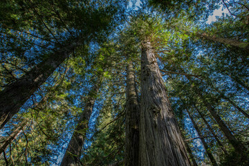 Ancient Cedar Grove