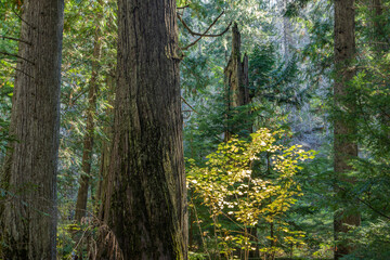 Fototapeta premium Ancient Cedar Grove