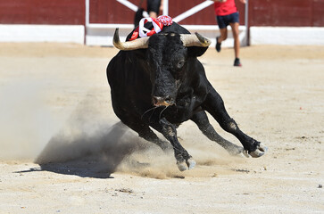 un toro negro bravo en una plaza de toros en espa&ntilde;a