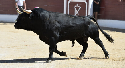 un toro negro bravo en una plaza de toros en españa
