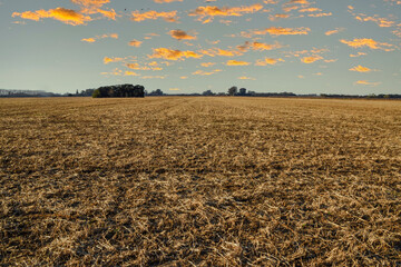cosecha choclo amarillo en campo con cielo