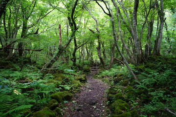 Fototapeta na wymiar fine path through fern and mossy rocks