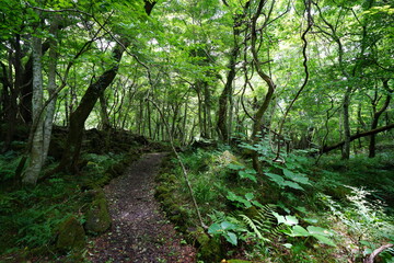 summer path through old trees and vines