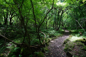 summer path through old trees and vines