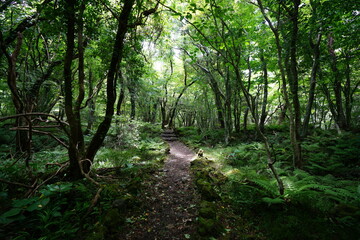 summer path through old trees and vines