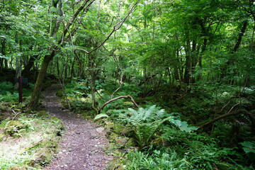 Obraz premium fine path through fern and mossy rocks