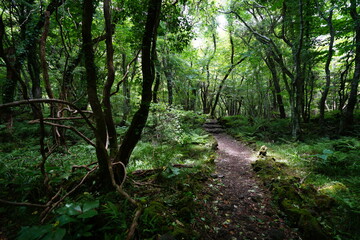 summer path through old trees and vines
