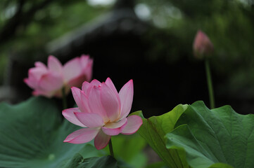 pink lotus flowers in Toshodai-ji temple at Nara city