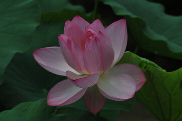pink lotus flower