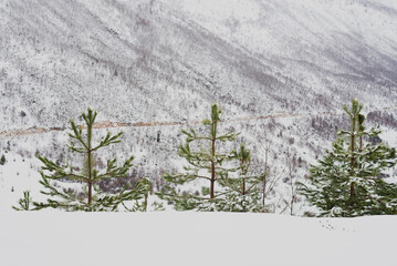 Snow covered trees, beautiful Bosnian mountain Prenj, Rujista. 
Winter in Bosnia. Idyllic atmosphere.