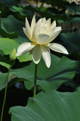 white lotus flower