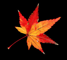 紅葉のモミジ　落葉