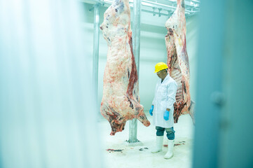 A wagyu butcher holding a tablet, inspects the parts, counts the stock of Japanese wagyu beef. hanging in the cold room