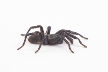 big brown spider Heteropoda venatoria isolated on white background.