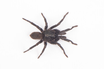 big brown spider Heteropoda venatoria isolated on white background. - Powered by Adobe