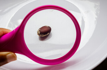 A Locust Seed Under A magnifying Glass