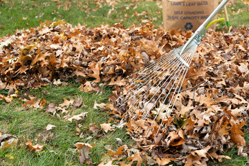 Cleaning with rake of autumn leaves