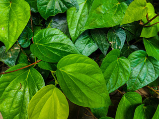 Fresh green betel (Piper betle) leaves growing in the garden. Selective focus.