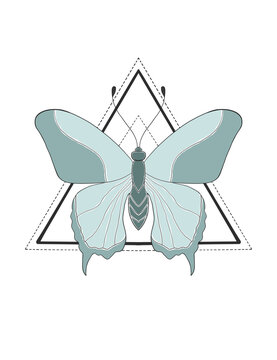 illustration of a butterfly