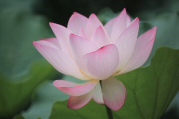 the Close up of a pink water  lotus flower in a pond