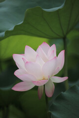 the Close up of a pink water  lotus flower in a pond