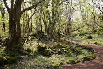 old trees and mossy rocks in wild forest