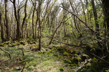 old trees and mossy rocks in wild forest