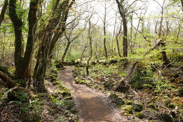 spring path through mossy rocks