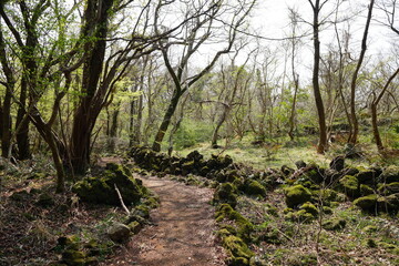 spring path through mossy rocks