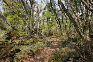Fototapeta na wymiar spring path through thick wild forest