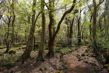 Fototapeta na wymiar fascinating path in spring forest