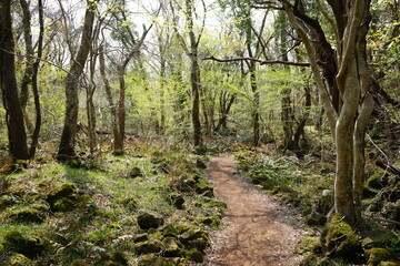 spring path through mossy rocks