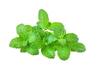 Fresh mint full depth of field isolated on transparent png