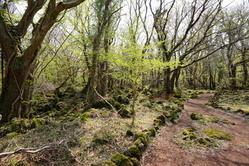 fascinating path in spring forest