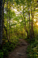 Chemin dans la forêt près de la rivière aux émeraudes en Gaspésie. Le soleil perce à travers les arbres.
