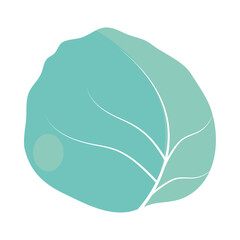 Fototapeta premium cabbage vegetable food