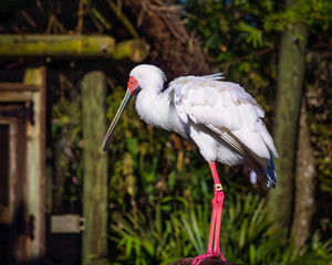 African roseate spoonbill bird of the wild