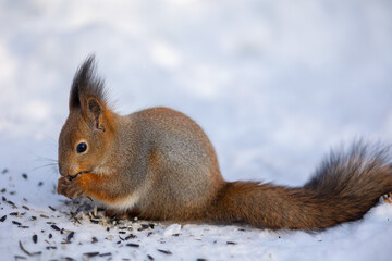 Squirrel sits in snow and eats nuts in winter snowy park. Winter color of animal