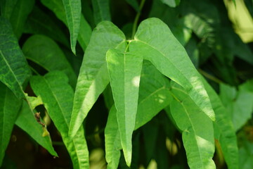 Lablab purpureus (Also called kacang kara, kacang biduk, kacang bado, kacang komak) on the tree