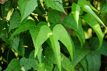 Lablab purpureus (Also called kacang kara, kacang biduk, kacang bado, kacang komak) on the tree