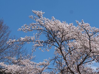 春だ！：桜