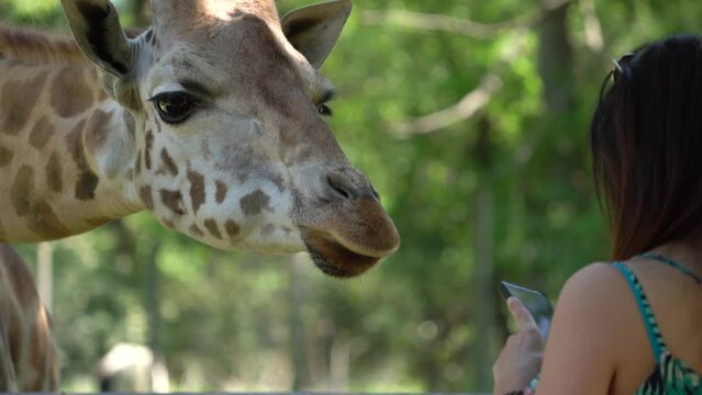 Giraffe Grabs Food From Woman Hands While Taking Photo With Mobilephone at Zoo - close up