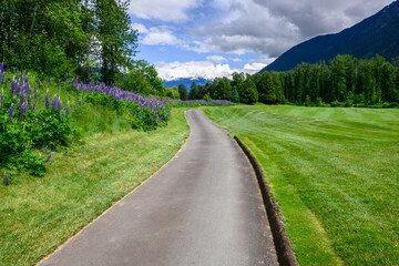 Golf course cart path between fairway and wildflower border of blooming lupine, BC, Canada
