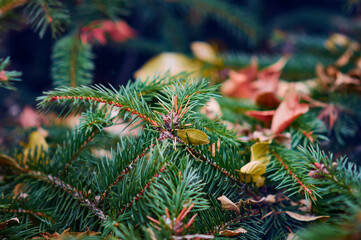 Dry autumn leaves lie on a spruce branch at the end of autumn. Early winter. Selective focus