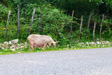 a big pig is looking for food in the grass