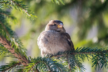 Sparrow sits on a fir branch in the sunset light.