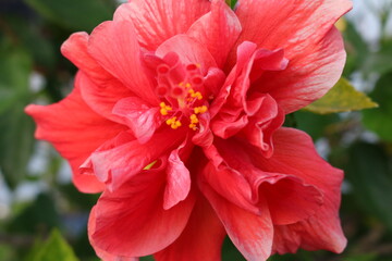 red hibiscus flowers sensitive focus