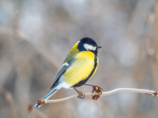 Fototapeta premium Cute bird Great tit, songbird sitting on a branch without leaves in the autumn or winter.