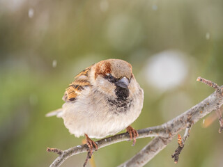 Sparrow sits on a branch without leaves.